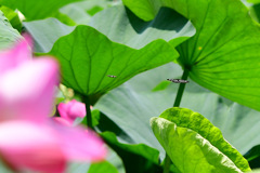 ハスの花を撮りに行きました②