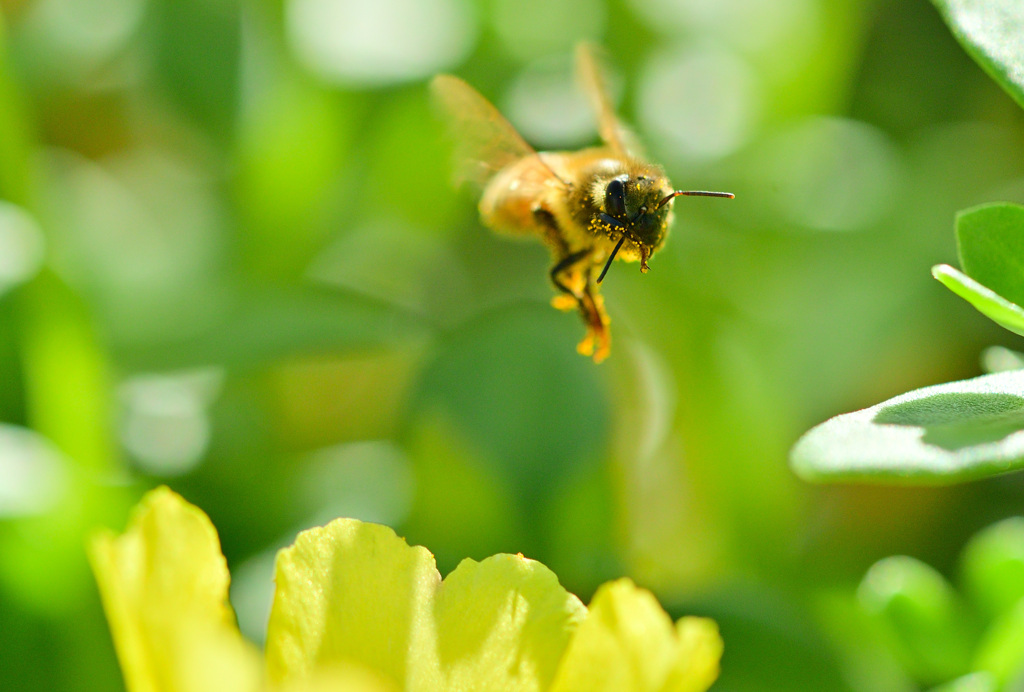 お目々の花粉を