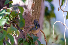 目ン玉つながりのおまわりさん？