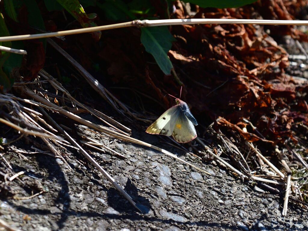 蝶が飛んでました
