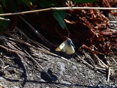 蝶が飛んでました