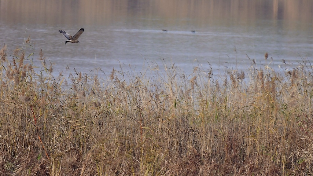 ミサゴさんかな②