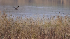 ミサゴさんかな②