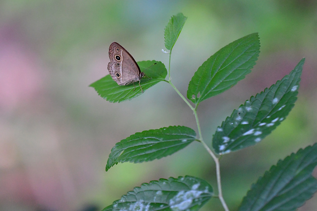 ジャノメがお相撲さんになった