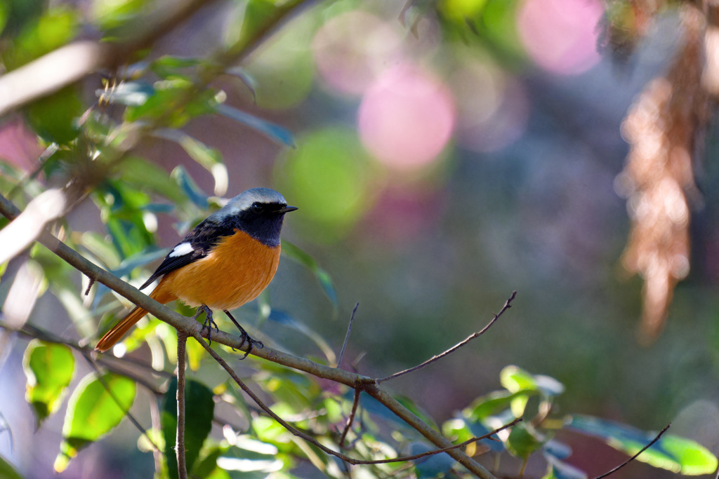 やっと探鳥に行けました①