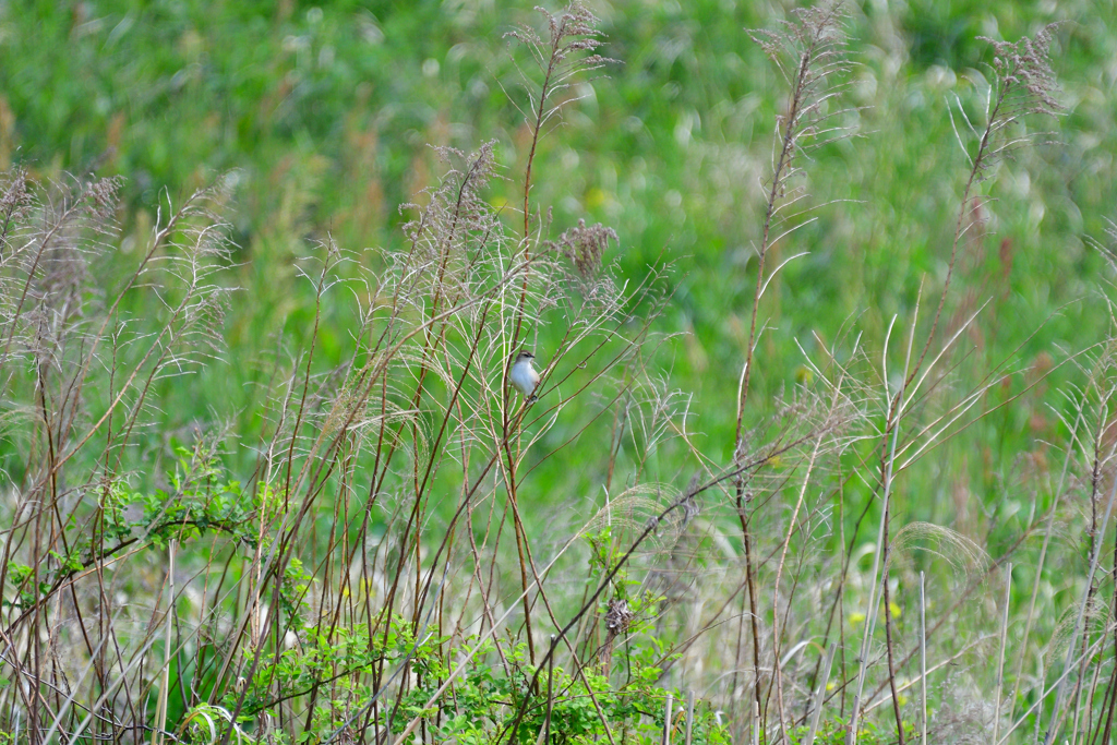 セッカく来たんだから