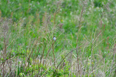 セッカく来たんだから