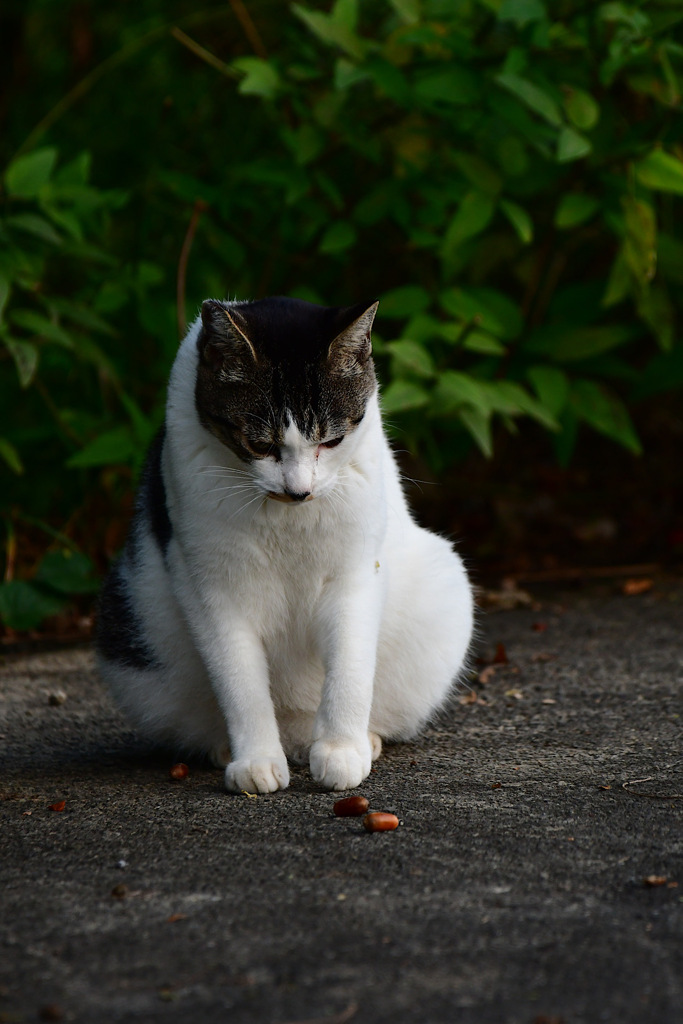 のらえもんとどんぐり