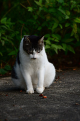 のらえもんとどんぐり