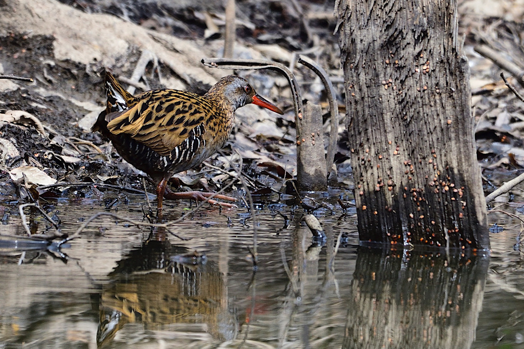 今シーズンは会えるかな？