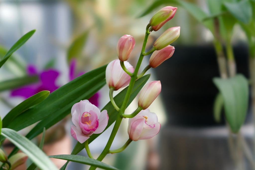 花23