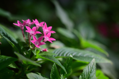 花25