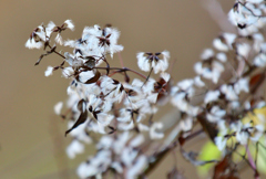 ワタシもこうなるんだね