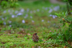 チュンチュンチュン