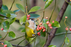 マサキ（柾）の実でしょうか？