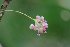 花63