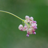 花63