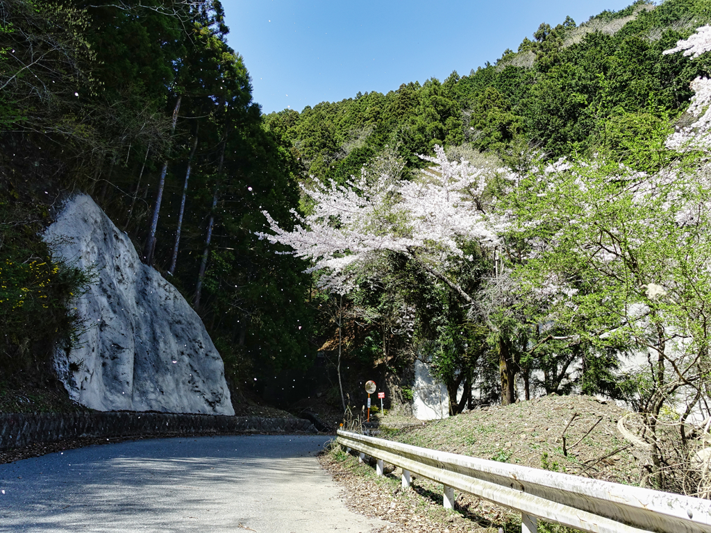 桜の花、舞い上がる道を♪