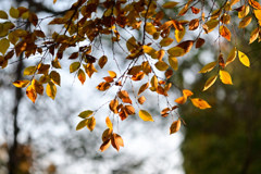 なんでも無い葉っぱがねぇ