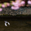 河津桜とハクセキレイ