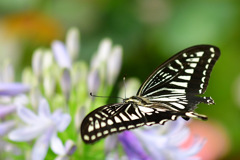 蝶のように舞い、蜂のように刺す