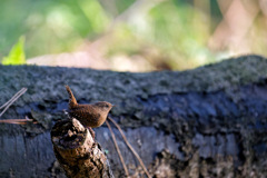 リアルちいかわ5