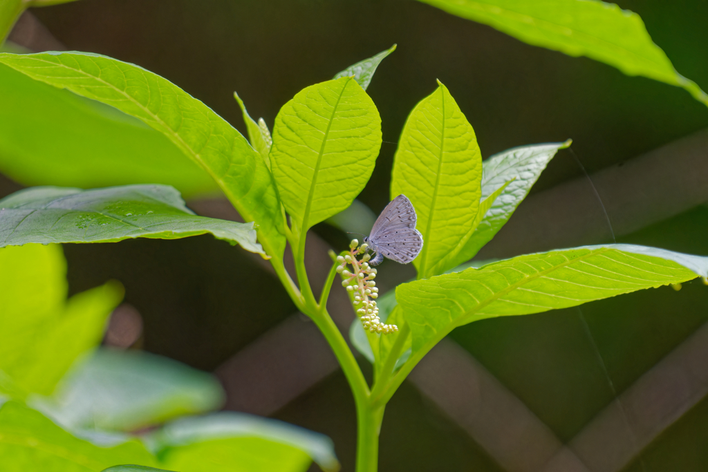 ヨウシュヤマゴボウ