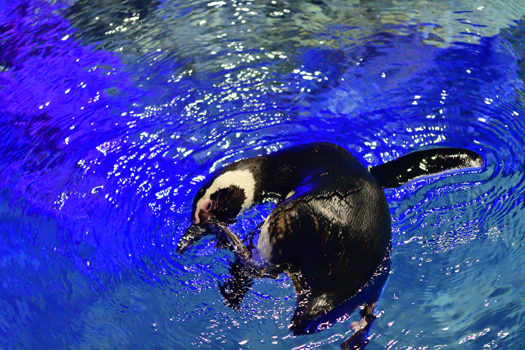 カイカイカイカイ