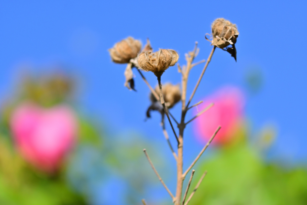 ピンクの花がねぇ