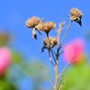 ピンクの花がねぇ