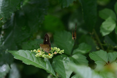 ヤブガラシ小食堂③