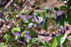 ウグイスがいる様な草むらで