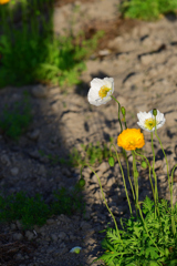 ハリガネの様な
