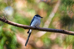 一瞬近くに降りてくれた鳥1