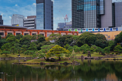 カモのいる風景