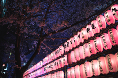 夜桜①