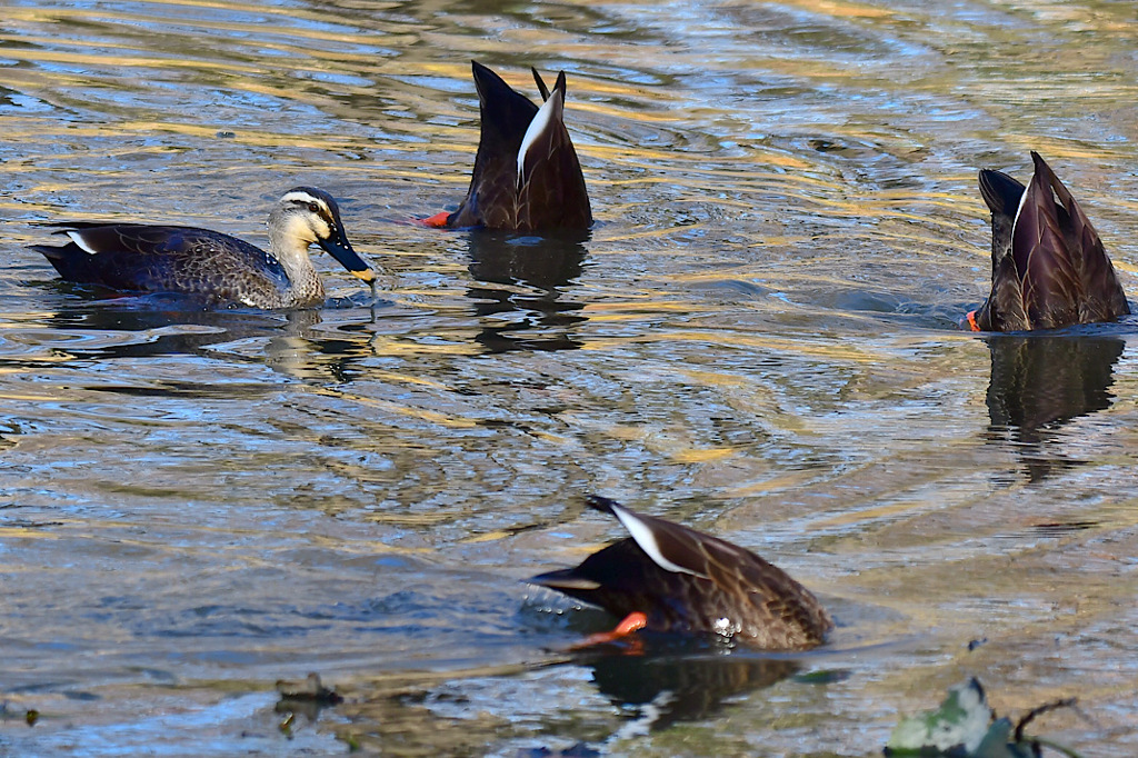 俺の話を聞け～5分だけでもいい〜♪