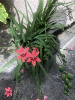 近所のお宅からはみ出して咲いていた