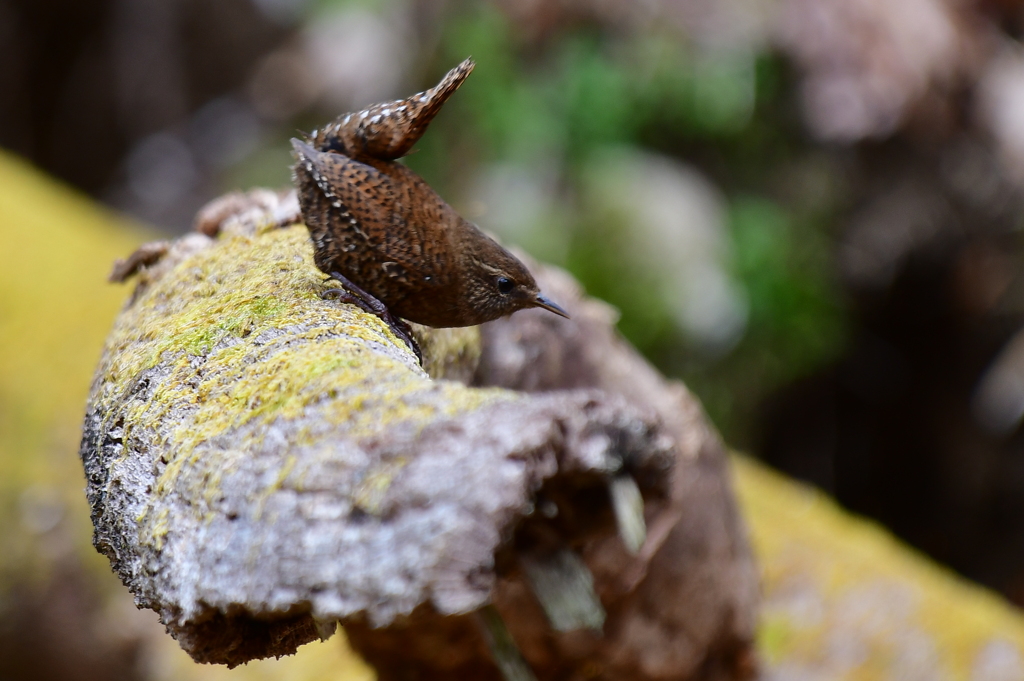位置についてヨーイ！