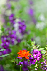 名脇役も主役がいないと③