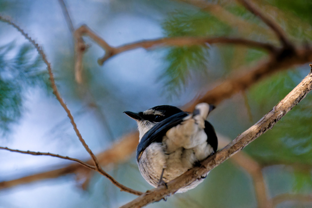 連泊が続いている