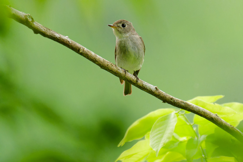 夏鳥8