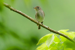 夏鳥8