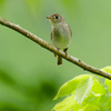 夏鳥8