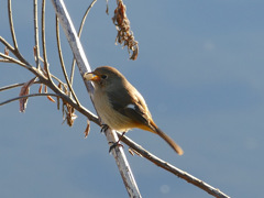 野鳥との出会い②