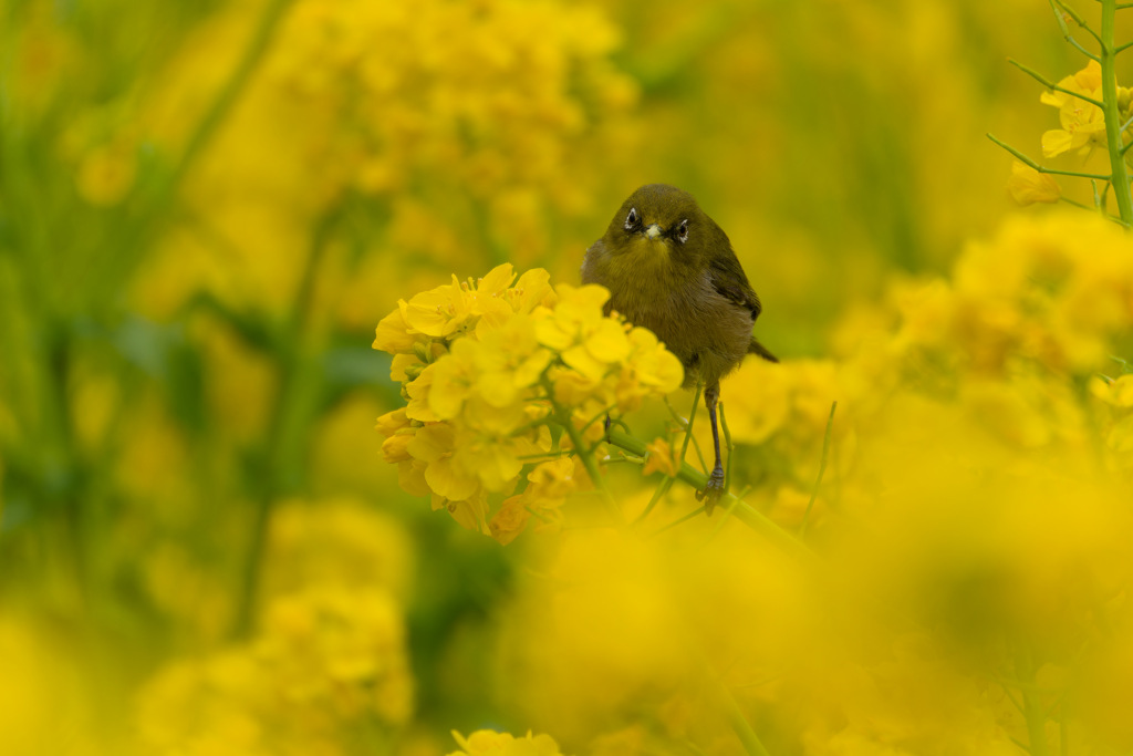 鳥32