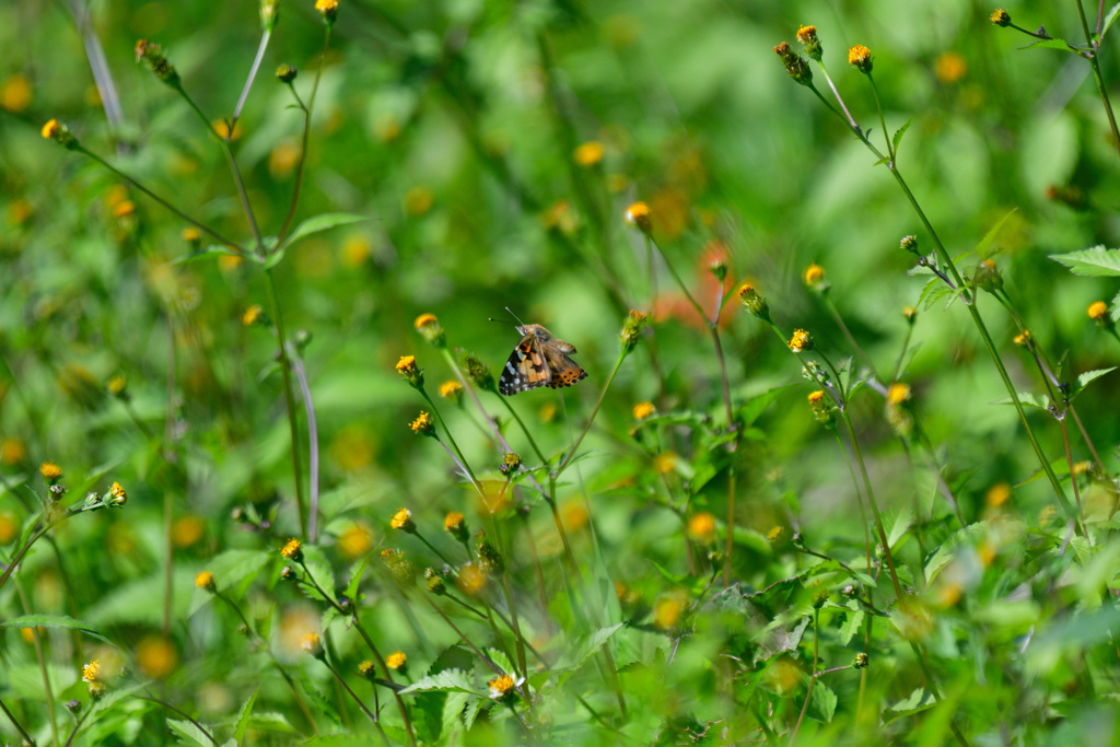 フォルムがかわいい②