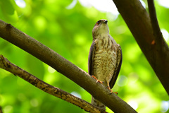 鳥枯れの夏の過ごし方⑧