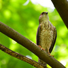 鳥枯れの夏の過ごし方⑧