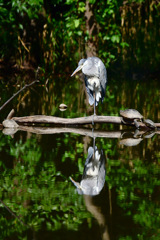 ねぇねぇなんで片足なの